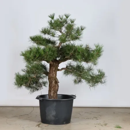image supplémentaire - GARDEN TREE NIWAKI "PINUS...