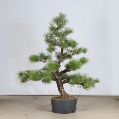 GARDEN TREE NIWAKI "PINUS THUNBERGII" 1-16