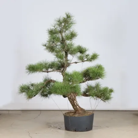 image supplémentaire - ARBRE DE JARDIN NIWAKI "PIN...