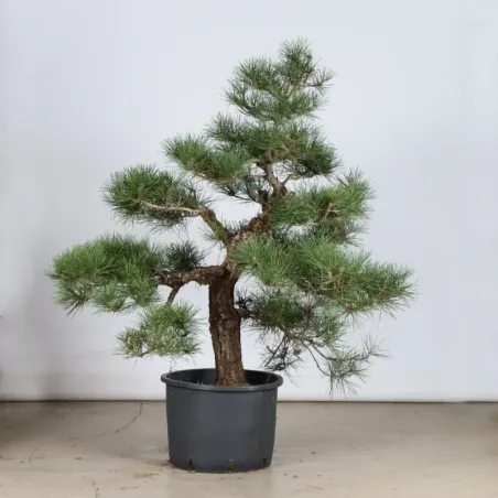 image supplémentaire - GARDEN TREE NIWAKI "PINUS...