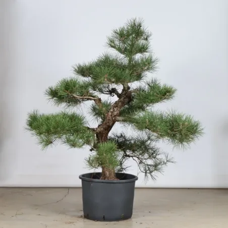 ARBRE DE JARDIN NIWAKI "PIN NOIR DU JAPON" 1-19