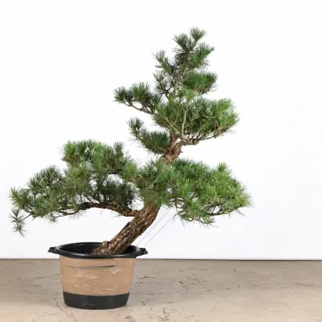 image supplémentaire - ARBRE DE JARDIN NIWAKI "PIN...