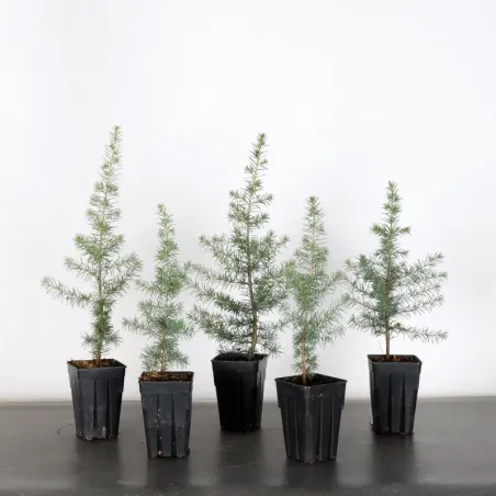 Bonsai Cèdre de l'Atlas