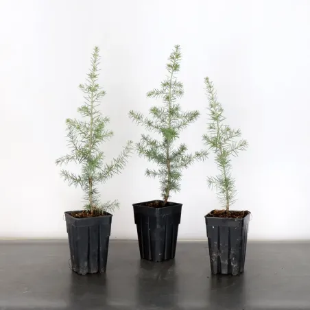 Bonsaï Cèdre de l'Atlas "cedrus atlantica" 1-3| Bonsaï Galinou