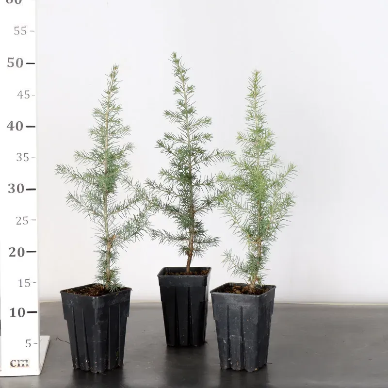 image supplémentaire - Lot 3 Atlas Cedar "Atlantic...
