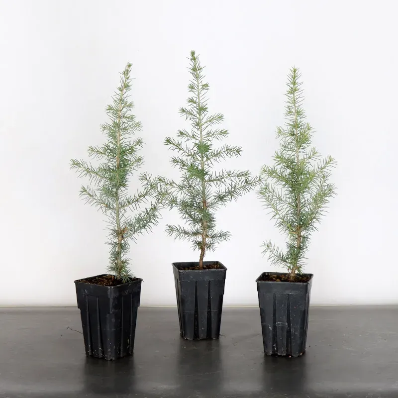Bonsaï Cèdre de l'Atlas "cedrus atlantica" 1-5 | Bonsaï Galinou