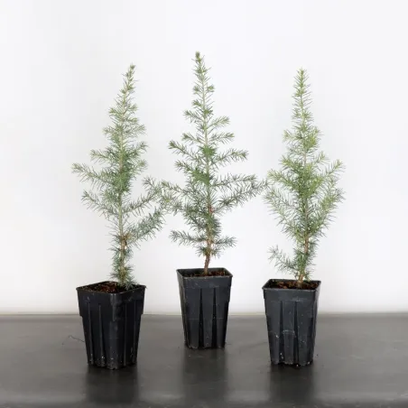 Bonsaï Cèdre de l'Atlas "cedrus atlantica" 1-5 | Bonsaï Galinou