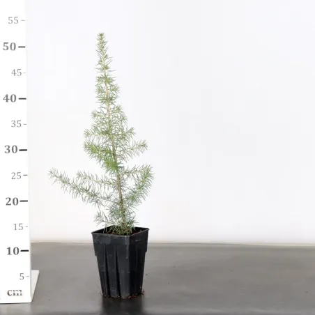 image supplémentaire - Prébonsai Cèdre de l'atlas...