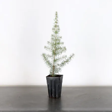 Prébonsai Cèdre de l'atlas "CEDRUS ATLANTICA" 1-6
