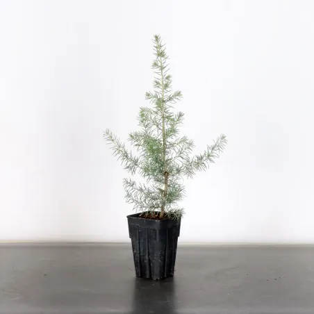 Prebonsai Cèdre de l'atlas "cedrus atlantica" 1-8