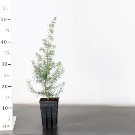 image supplémentaire - Prebonsai Cèdre de l'atlas...