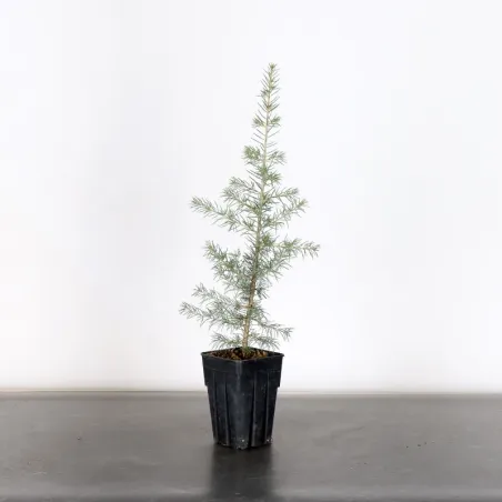 Prebonsai Atlas cedar "atlantic cedar" 1-9