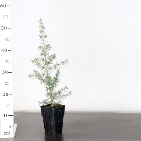 image supplémentaire - Prebonsai Atlas cedar...