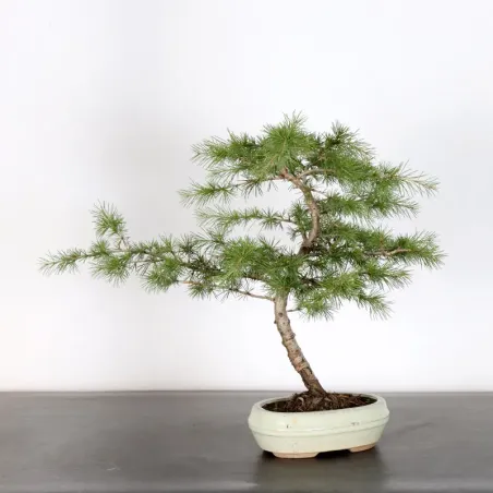 Bonsaï Cèdre du Liban "cedrus libani" 1-10 | Bonsaï Galinou