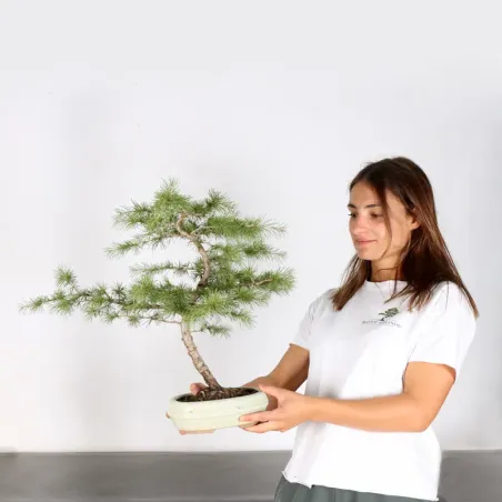image supplémentaire - Cèdre du liban "CEDRUS...
