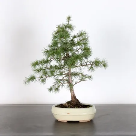 Bonsaï Cèdre du Liban "cedrus libani" 1-7 | Bonsaï Galinou