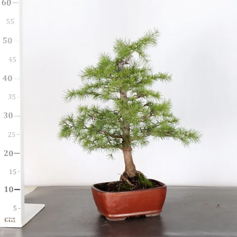 image supplémentaire - Cèdre du liban "CEDRUS...