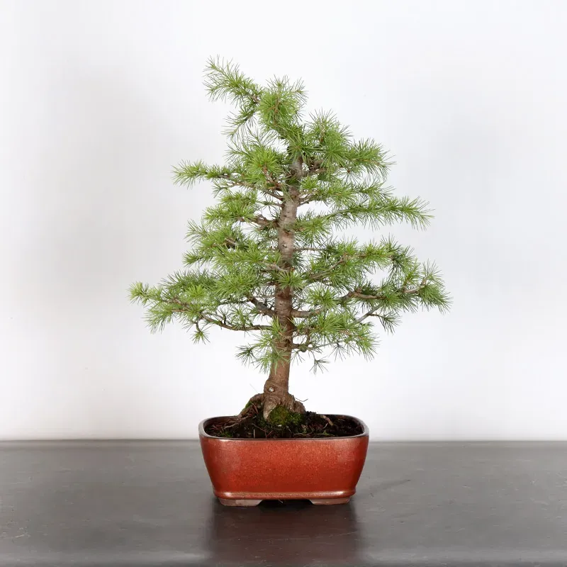 Bonsaï Cèdre du Liban "cedrus libani" 1-13 | Bonsaï Galinou