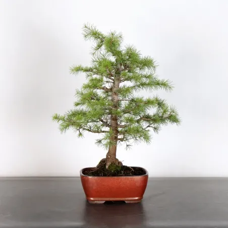 Bonsaï Cèdre du Liban "cedrus libani" 1-13 | Bonsaï Galinou