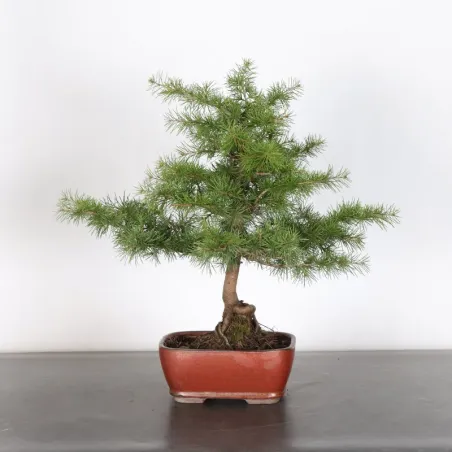 Bonsai Cèdre de l'Atlas