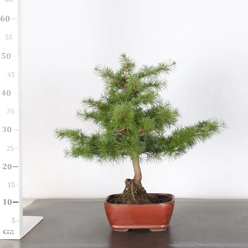 image supplémentaire - Cedar of Lebanon "CEDRUS...