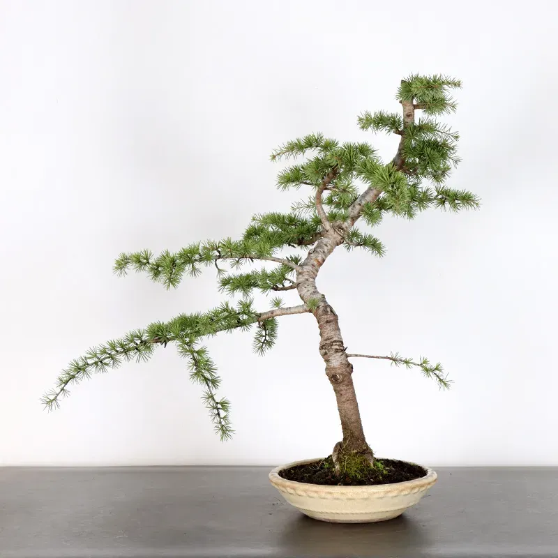 Bonsai Cèdre de l'Atlas