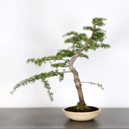Bonsai Cèdre de l'Atlas