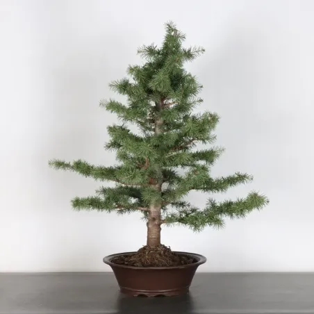 Bonsai Cèdre de l'Atlas