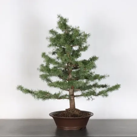image supplémentaire - Cèdre de l'Atlas "CEDRUS...