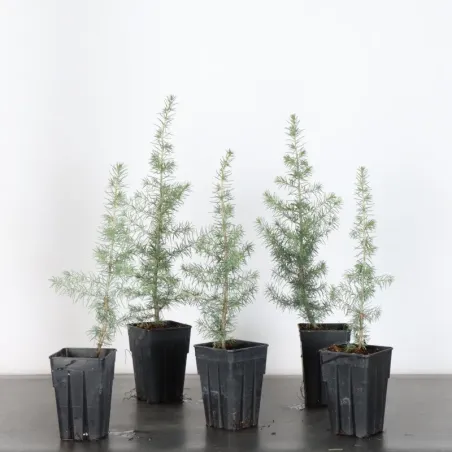 Bonsai Cèdre de l'Atlas
