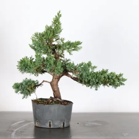 image supplémentaire - Genévrier "juniperus...