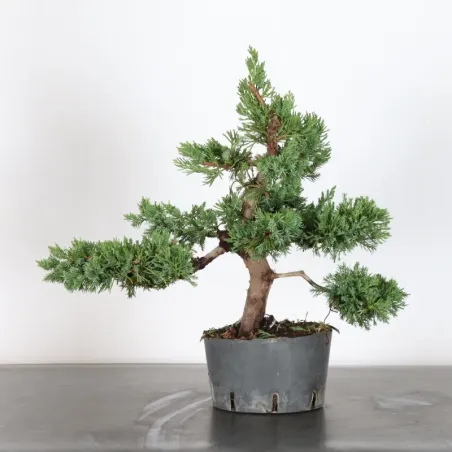 Juniperus chinensis formosa 4-3