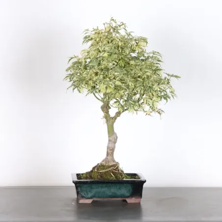 Bonsai Erable Butterfly  ABU-1-7