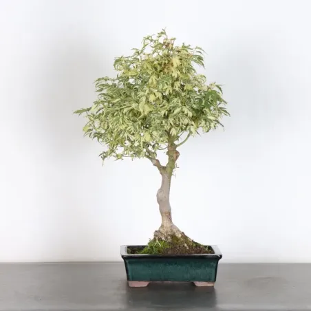 image supplémentaire - ÉRABLE DU JAPON "ACER...