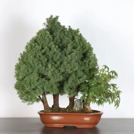 BONSAI EPICEA GLAUCA 1-1