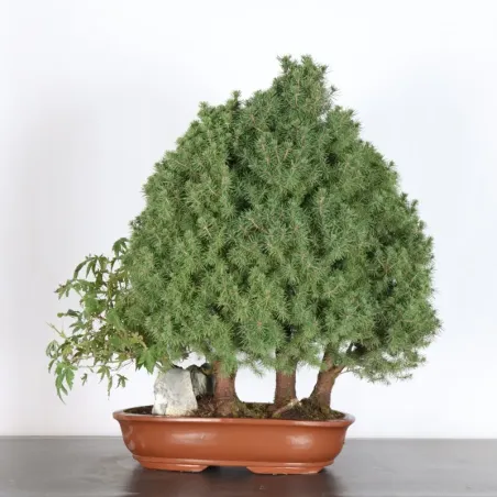 image supplémentaire - BONSAI SPRUCE GLAUCA 1-1
