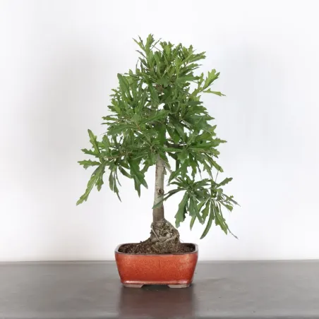 OAK "QUERCUS PALUSTRIS" 1-2