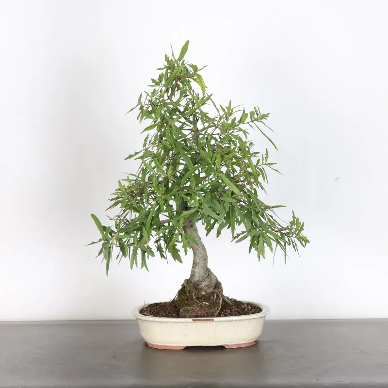 image supplémentaire - Chêne du Japon "Quercus...