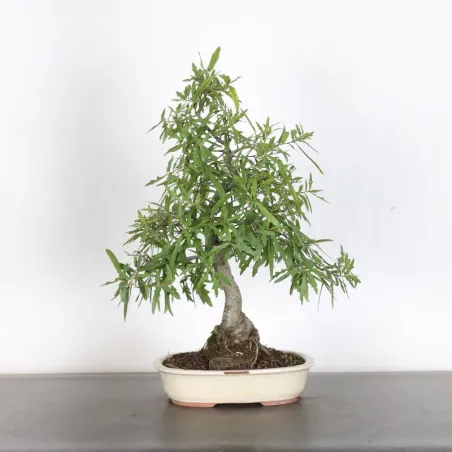 image supplémentaire - Chêne du Japon "Quercus...