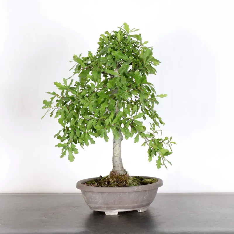 CHÊNE DES MARAIS "QUERCUS PALUSTRIS" 1-7
