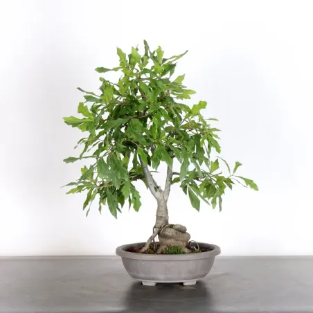 OAK "QUERCUS PALUSTRIS" 1-8