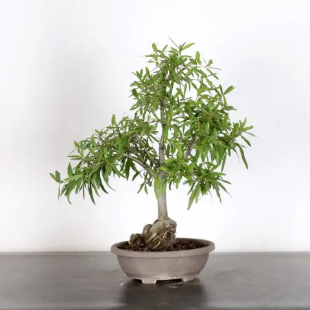 Japanese oak "Quercus acutissima" 2-10