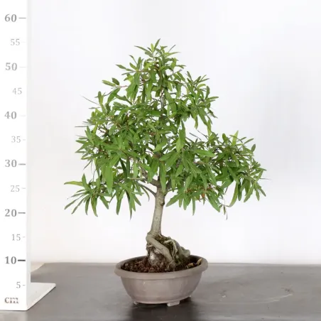 image supplémentaire - Japanese oak "Quercus...