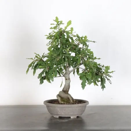 CHÊNE DES MARAIS "QUERCUS PALUSTRIS" 3-8