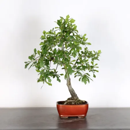 OAK "QUERCUS PALUSTRIS" 2-5