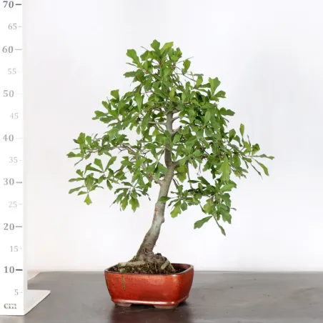 image supplémentaire - CHÊNE DES MARAIS "QUERCUS...