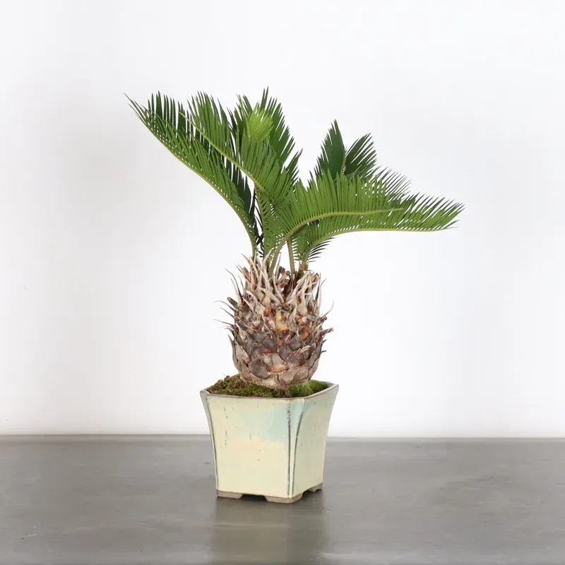 CYCAS REVOLUTA 1-1