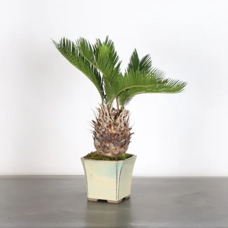 CYCAS REVOLUTA 1-1