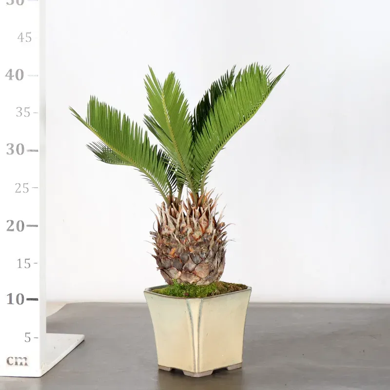 image supplémentaire - CYCAS REVOLUTA 1-1
