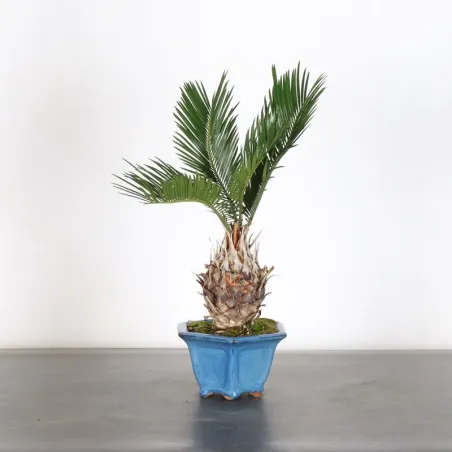 CYCAS REVOLUTA 1-2